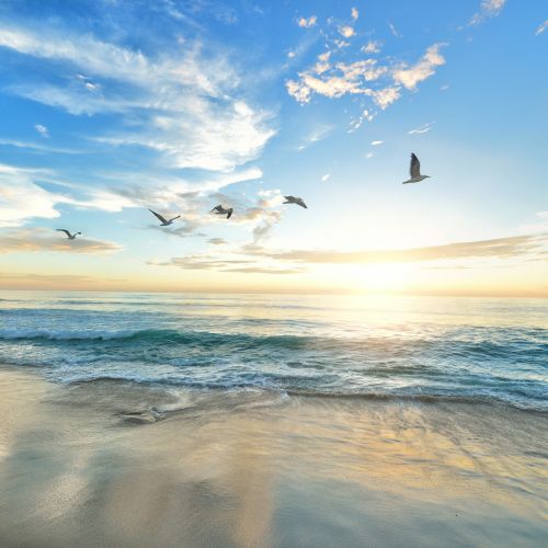 A serene beach scene with gentle waves, birds flying, and a golden sunrise under a clear sky with scattered clouds.