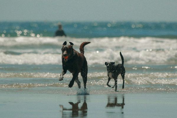 Two dogs are joyfully running on a beach near the waves, with a person in the background enjoying the water.